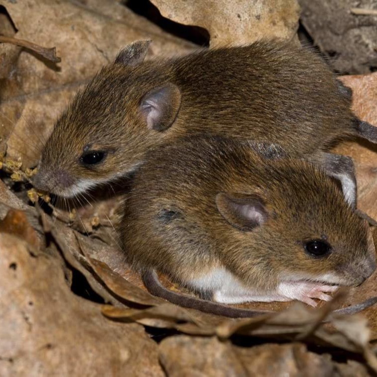 Уничтожения мышей в частном доме в Тобольске?