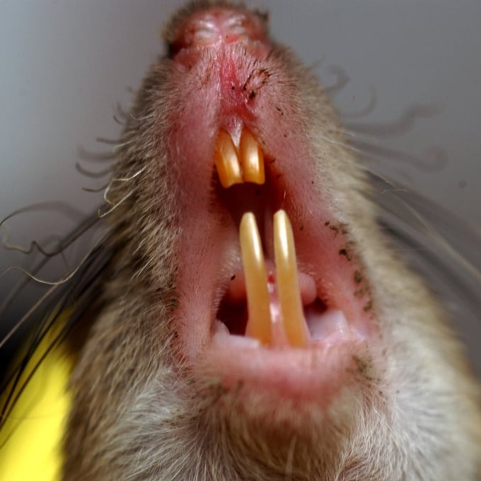 Дератизация крыс в Тобольске?